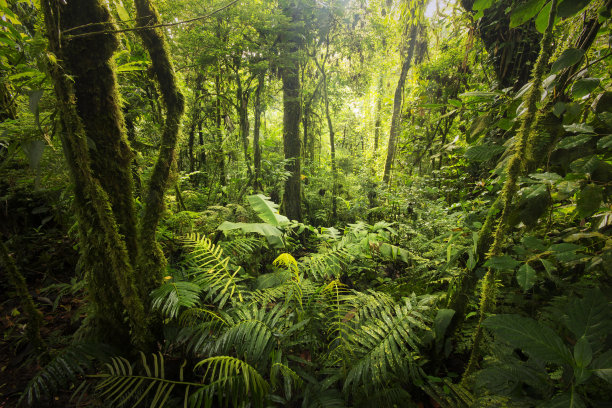 jungle