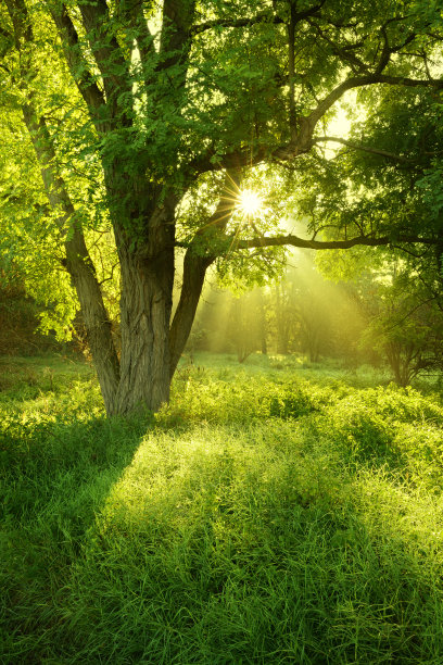 woods