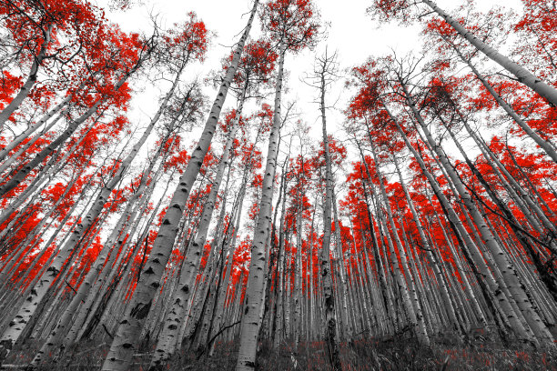 红森林
