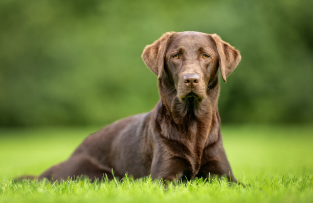 labrador