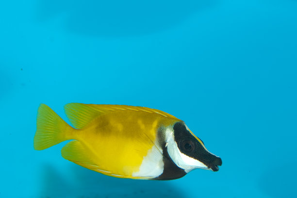 foxface