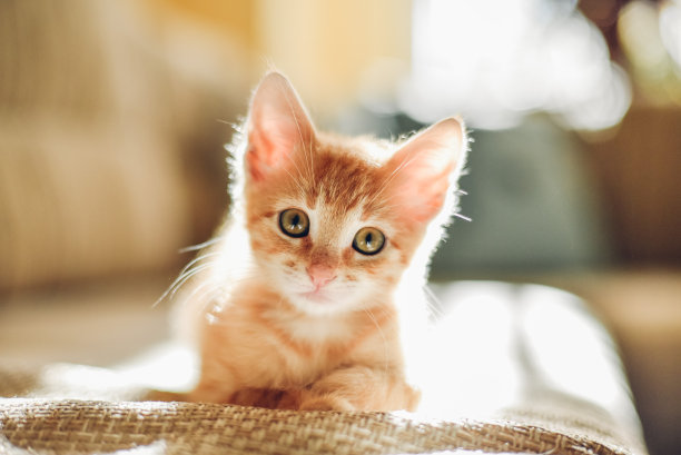 小猫