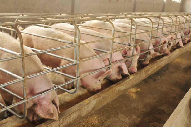 piggy