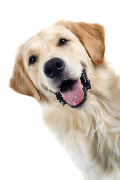 labrador