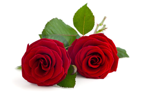 roses