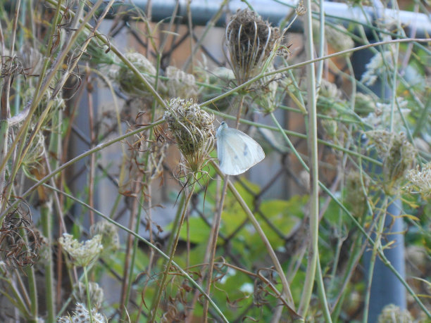 pieris