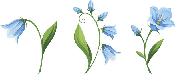 hyacinthoides