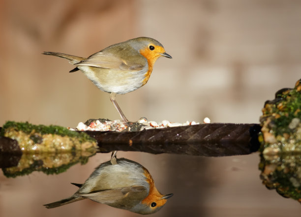 robin-chat
