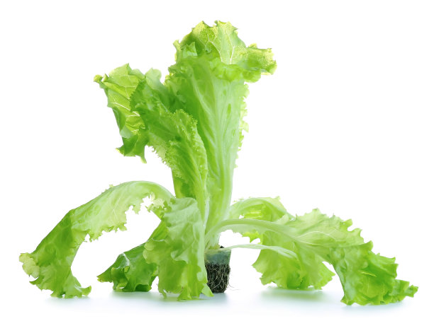 lactuca