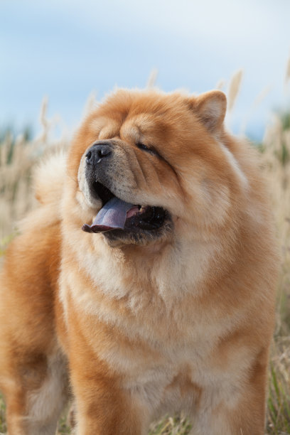 chow