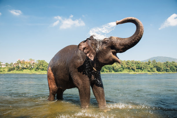 elephant