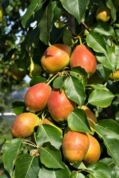 pyrus