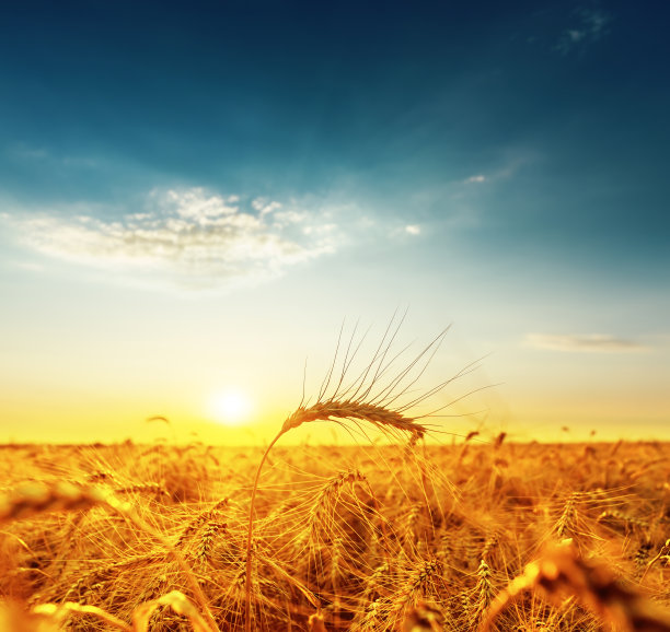 harvest