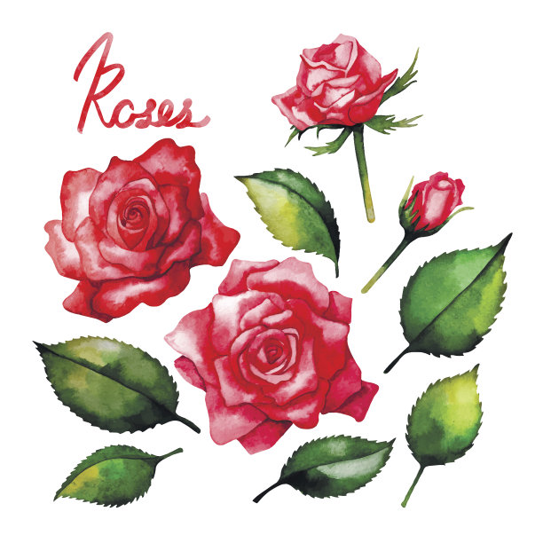 玫瑰植物插画