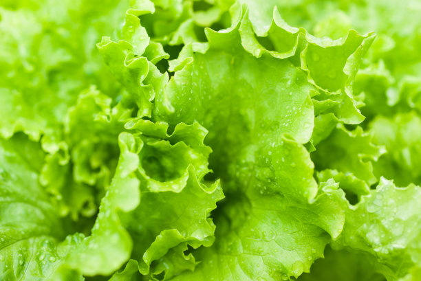 lactuca
