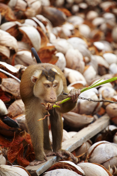 monkey-nut