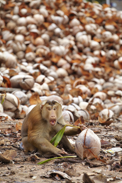 monkey-nut