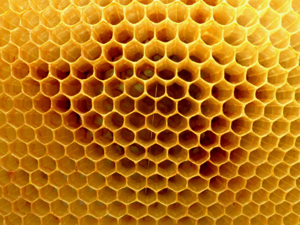 蜜蜂和蜂窝