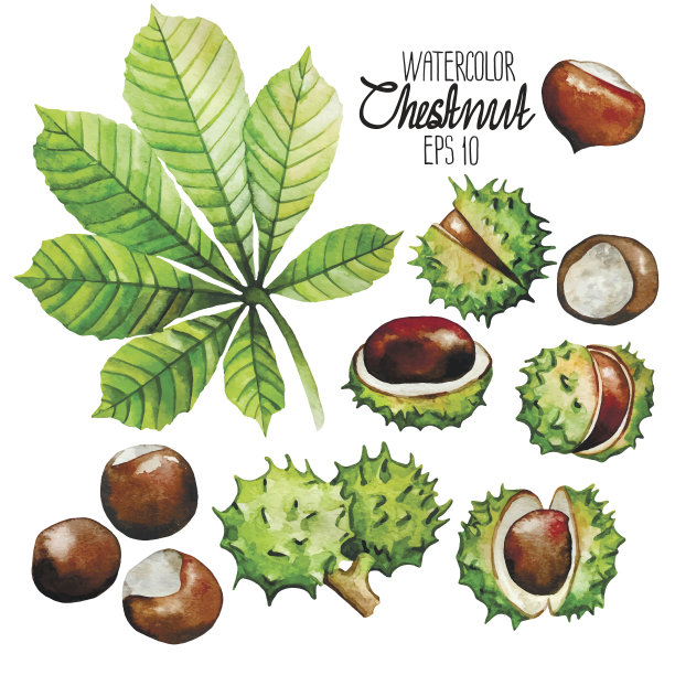 chestnut
