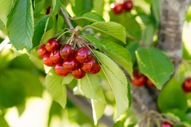 cherry