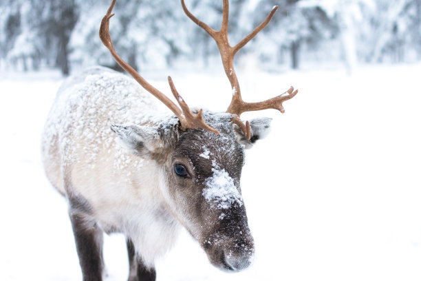 reindeer