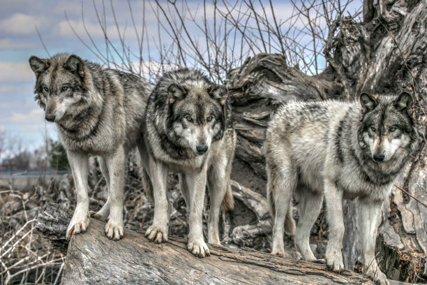 wolf