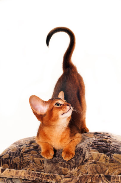 abyssinian猫