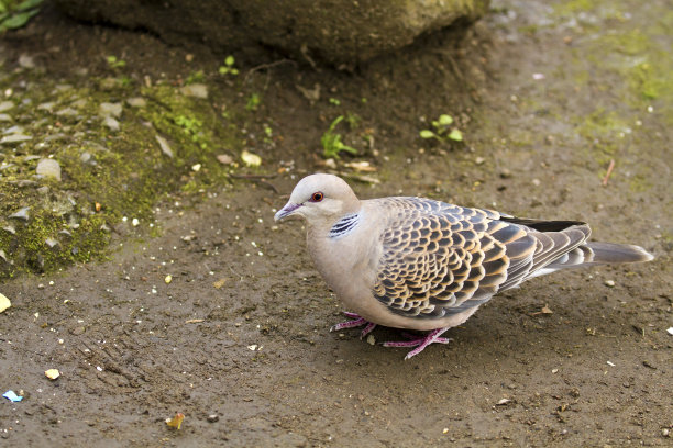 dove