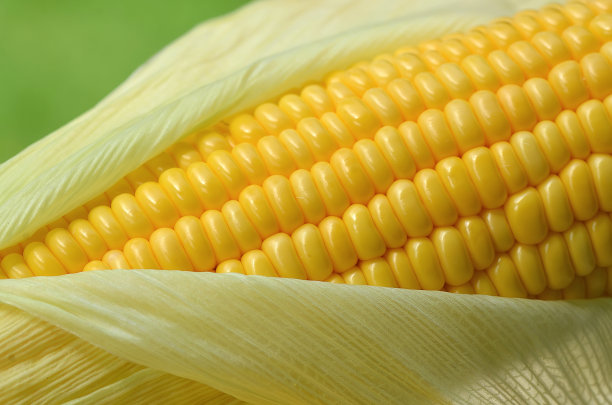 maize