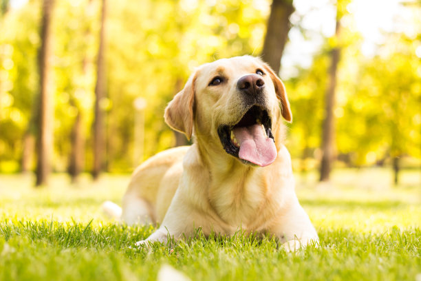 labrador