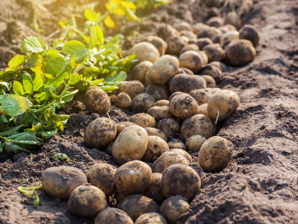 potatoes