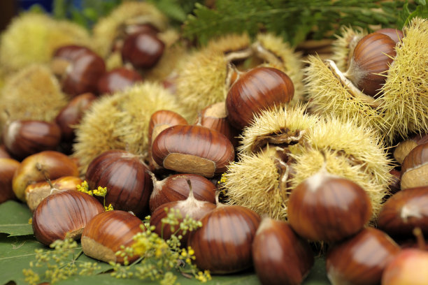 chestnut