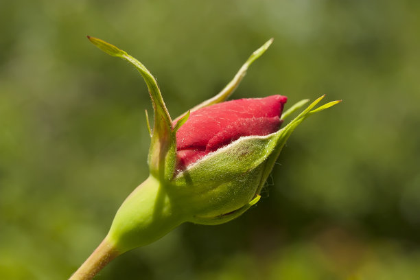 buds