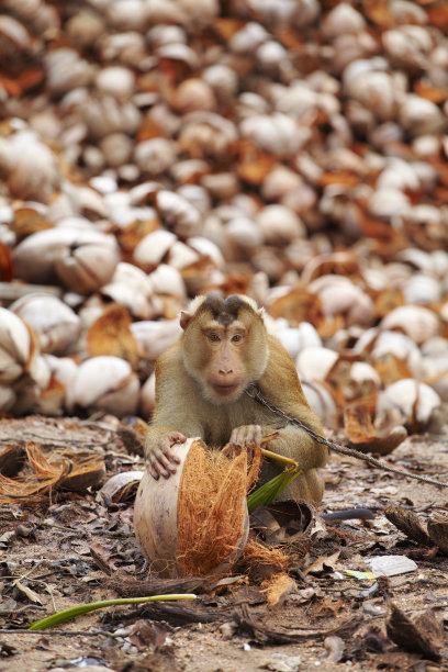 monkey-nut