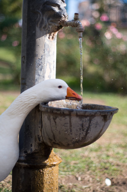 喝水的野鸭