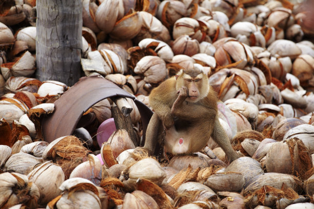 monkey-nut