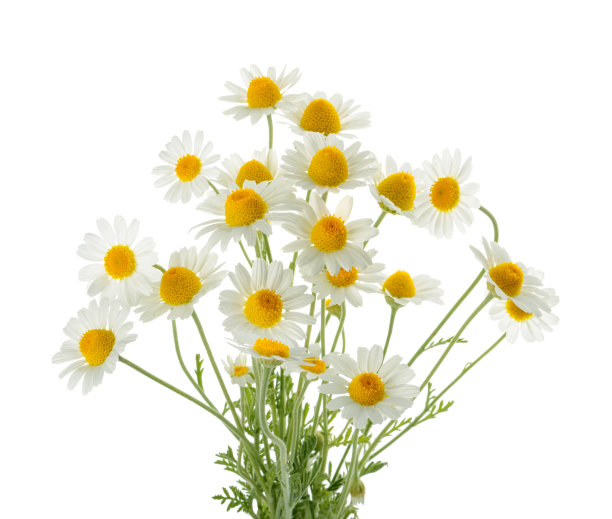 camomiles