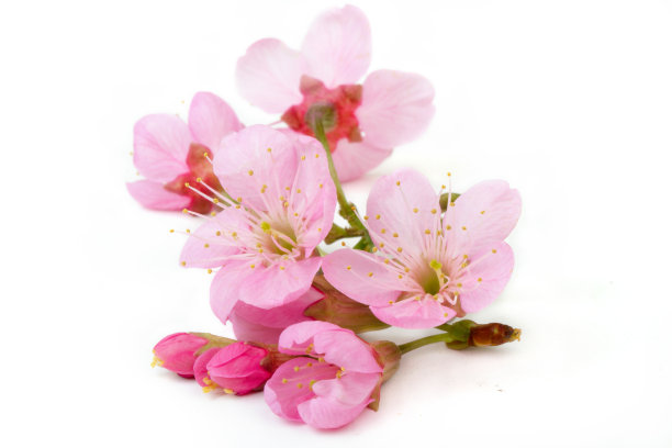 stamens