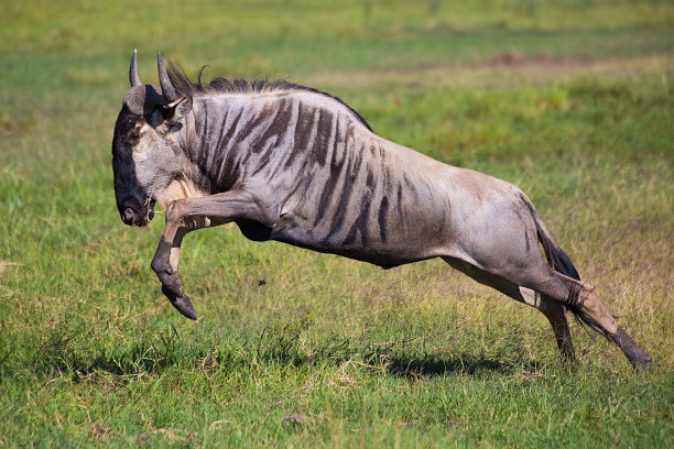 wildebeest