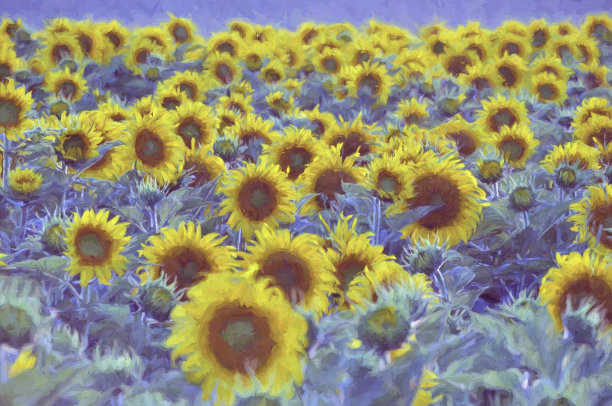 vincent