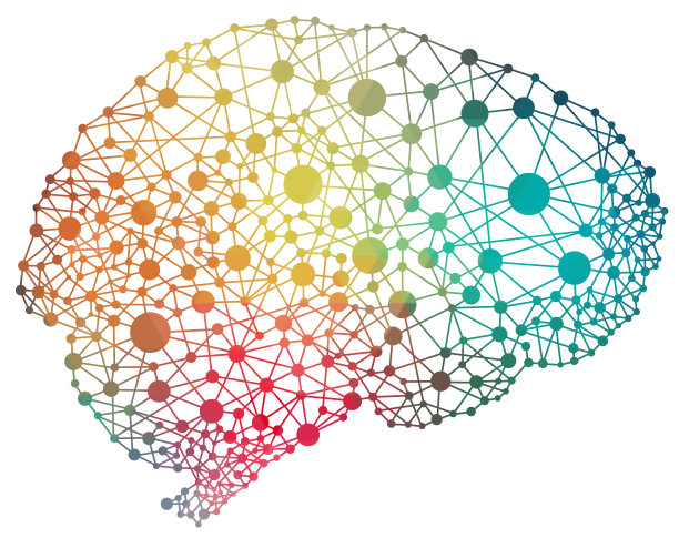 brain