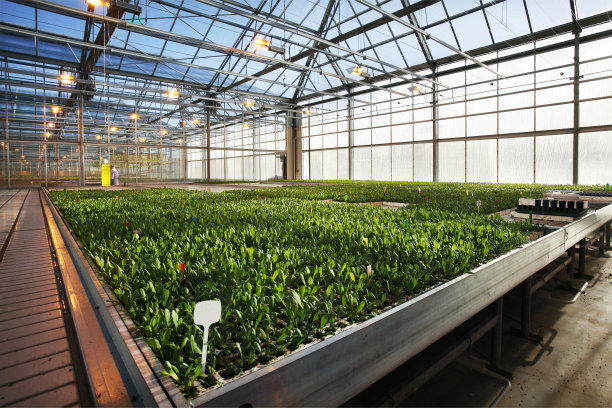 greenhouse