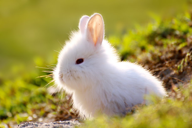 兔子高清图片