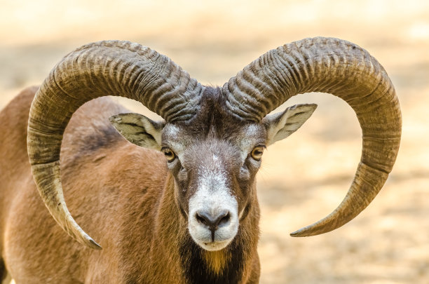 sheep