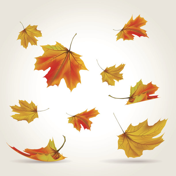 maple
