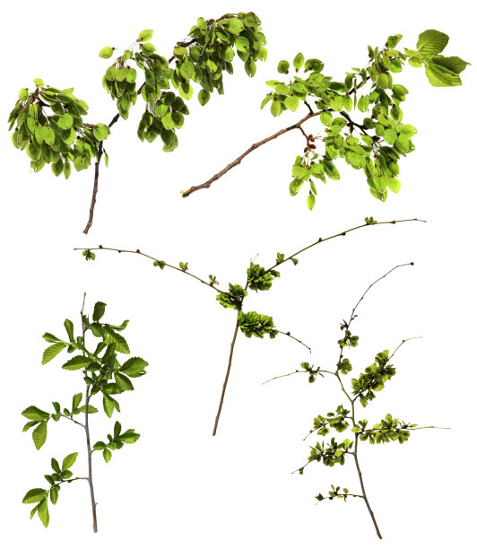 榆树花开