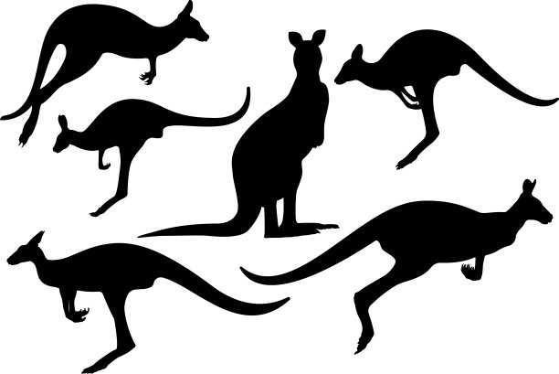 kangaroo