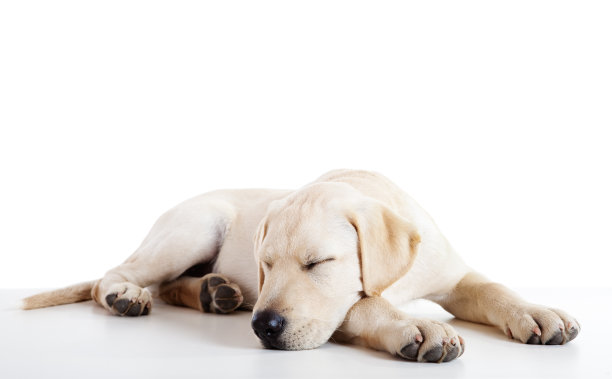 labrador
