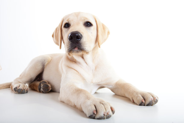 labrador