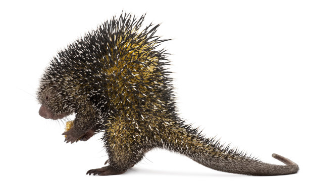 spiked